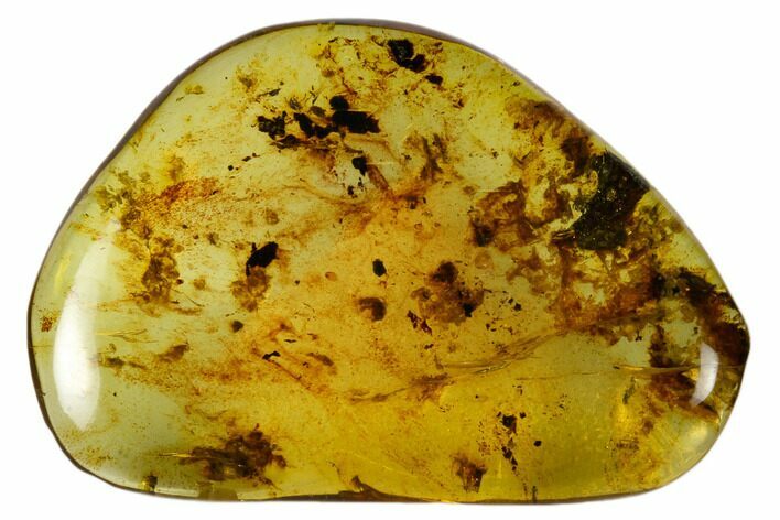 Chiapas Polished Chiapas Amber ( grams) - Mexico #114966